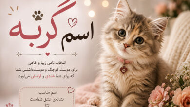 اسم گربه خاص و خفن، بامزه، خارجی برای گربه نر و ماده